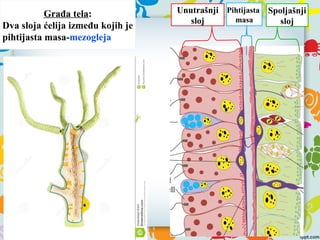 Građa tela:
Dva sloja ćelija između kojih je
pihtijasta masa-mezogleja
Unutrašnji
sloj
Pihtijasta
masa
Spoljašnji
sloj
 