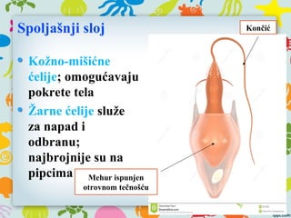 Spoljašnji sloj
Kožno-mišićne
ćelije; omogućavaju
pokrete tela
Žarne ćelije služe
za napad i
odbranu;
najbrojnije su na
pipcima Mehur ispunjen
otrovnom tečnošću
Končić
 