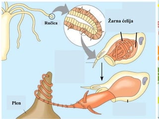 Ručica Žarna ćelija
Plen
 