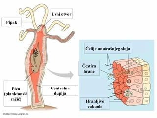 Usni otvor
Pipak
Plen
(planktonski
račić)
Centralna
duplja
Ćelije unutrašnjeg sloja
Čestica
hrane
Hranljive
vakuole
 