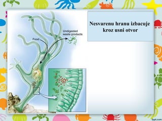 Nesvarenu hranu izbacuje
kroz usni otvor
 