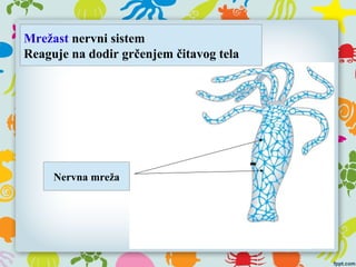 Mrežast nervni sistem
Reaguje na dodir grčenjem čitavog tela
Nervna mreža
 