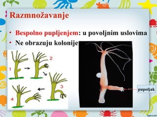 Razmnožavanje
Bespolno pupljenjem: u povoljnim uslovima
Ne obrazuju kolonije
pupoljak
 