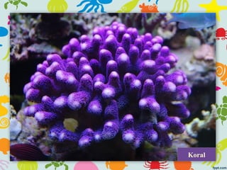 Koral
 