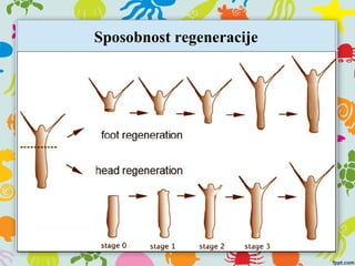 Sposobnost regeneracije
 
