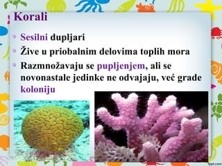 Korali
Sesilni dupljari
Žive u priobalnim delovima toplih mora
Razmnožavaju se pupljenjem, ali se
novonastale jedinke ne odvajaju, već grade
koloniju
 