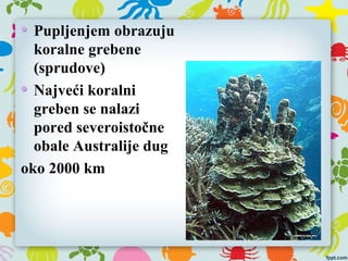 Pupljenjem obrazuju
koralne grebene
(sprudove)
Najveći koralni
greben se nalazi
pored severoistočne
obale Australije dug
oko 2000 km
 