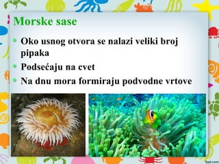 Morske sase
Oko usnog otvora se nalazi veliki broj
pipaka
Podsećaju na cvet
Na dnu mora formiraju podvodne vrtove
 