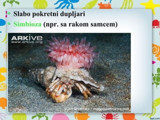 Slabo pokretni dupljari
Simbioza (npr. sa rakom samcem)
 