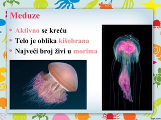 Meduze
Aktivno se kreću
Telo je oblika kišobrana
Najveći broj živi u morima
 