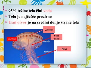 95% težine tela čini voda
Telo je najčešće prozirno
Usni otvor je na sredini donje strane tela
Zvono
Usni
otvor
Pipci
 