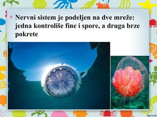 Nervni sistem je podeljen na dve mreže:
jedna kontroliše fine i spore, a druga brze
pokrete
 