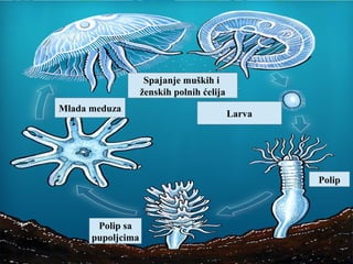 Spajanje muških i
ženskih polnih ćelija
Larva
Polip
Polip sa
pupoljcima
Mlada meduza
 
