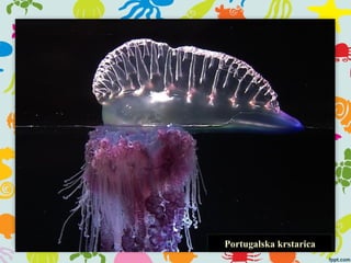 Portugalska krstarica
 