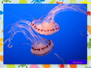 Meduza
 