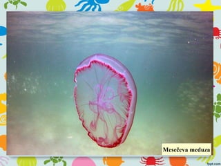 Mesečeva meduza
 