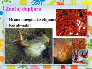 Značaj dupljara
Hrana mnogim životnjama
Korali-nakit
 