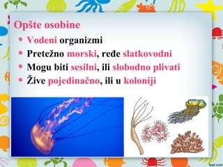 Opšte osobine
Vodeni organizmi
Pretežno morski, ređe slatkovodni
Mogu biti sesilni, ili slobodno plivati
Žive pojedinačno, ili u koloniji
 