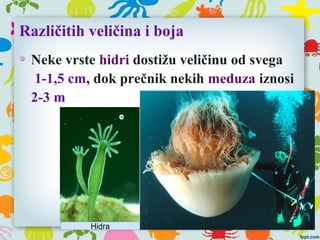 Različitih veličina i boja
Neke vrste hidri dostižu veličinu od svega
1-1,5 cm, dok prečnik nekih meduza iznosi
2-3 m
Hidra
 