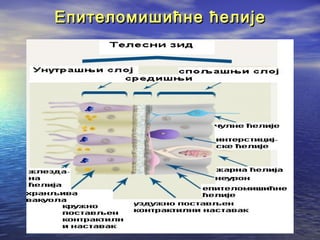 Епителомишићне ћелије

 