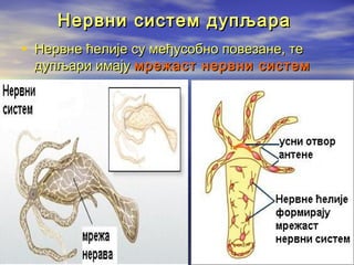 Нервни систем дупљара
• Нервне ћелије су међусобно повезане, те

дупљари имају мрежаст нервни систем

 
