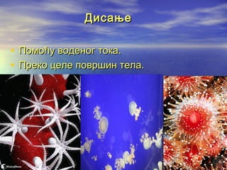 Дисање

• Помоћу воденог тока.
• Преко целе површин тела.

 