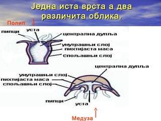 Полип

Једна иста врста а два
различита облика.

Медуза

 