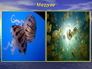 Медузе

 