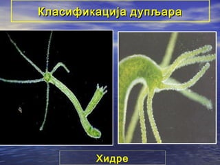 Класификација дупљара

Хидре

 