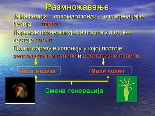 Размножавање

• Јајна ћелија + сперматозоиди = оплођена јајна
•
•

ћелија
ларва.
Ларва се причвршћује за подлогу и од ње
настаје полип.
Полип образује колонију у којој постоје
репродуктивни полипи и вегетативни полипи.
Мала медуза

Мали полип

Смена генерација

 