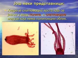 Још неки представници:

• Хидра је слатководна врста која се

јавља у виду полипа, и слатководне
медузе која нема полипоидни облик.

 