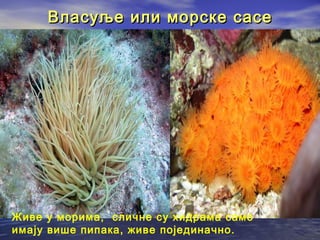 Власуље или морске сасе

Живе у морима, сличне су хидрама само
имају више пипака, живе појединачно.

 