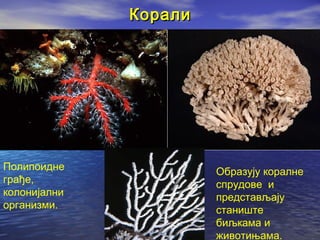 Корали

Полипоидне
грађе,
колонијални
организми.

Образују коралне
спрудове и
представљају
станиште
биљкама и
животињама.

 