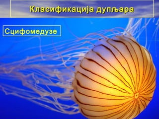 Класификација дупљара
Сцифомедузе

 