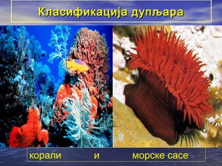 Класификација дупљара

корали

и

морске сасе

 