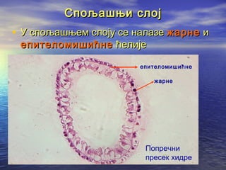 Спољашњи слој

• У спољашњем слоју се налазе жарне и
епителомишићне ћелије

епителомишићне
жарне

Попречни
пресек хидре

 