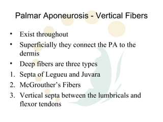 Palmar Aponeurosis - Vertical Fibers

•  Exist throughout
•  Superficially they connect the PA to the
   dermis
• Deep fibers are three types
1. Septa of Legueu and Juvara
2. McGrouther’s Fibers
3. Vertical septa between the lumbricals and
   flexor tendons
 