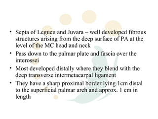 • Septa of Legueu and Juvara – well developed fibrous
  structures arising from the deep surface of PA at the
  level of the MC head and neck
• Pass down to the palmar plate and fascia over the
  interossei
• Most developed distally where they blend with the
  deep transverse intermetacarpal ligament
• They have a sharp proximal border lying 1cm distal
  to the superficial palmar arch and approx. 1 cm in
  length
 