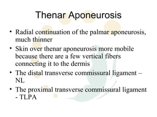 Thenar Aponeurosis
• Radial continuation of the palmar aponeurosis,
  much thinner
• Skin over thenar aponeurosis more mobile
  because there are a few vertical fibers
  connecting it to the dermis
• The distal transverse commissural ligament –
  NL
• The proximal transverse commissural ligament
  - TLPA
 