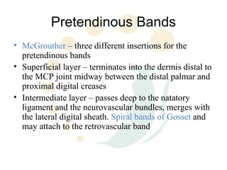 Pretendinous Bands
• McGrouther – three different insertions for the
  pretendinous bands
• Superficial layer – terminates into the dermis distal to
  the MCP joint midway between the distal palmar and
  proximal digital creases
• Intermediate layer – passes deep to the natatory
  ligament and the neurovascular bundles, merges with
  the lateral digital sheath. Spiral bands of Gosset and
  may attach to the retrovascular band
 