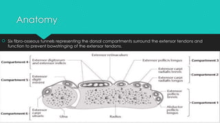 DUPUYTREN'S contracture and dequrevains tenosynovitis | PPTX