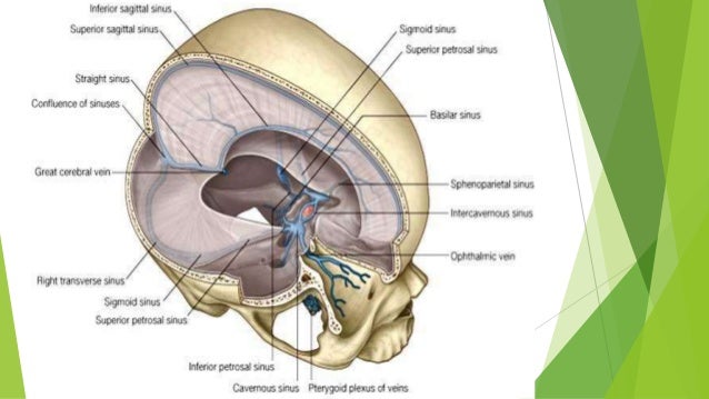 Dural folds and cavernous sinus apex occipital diagram 
