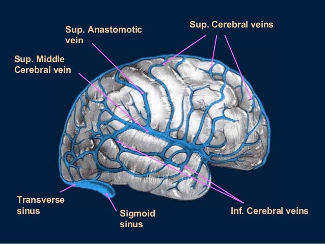 Dural sinuses