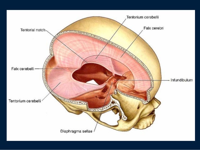 Dural Sinuses Dural Sinuses