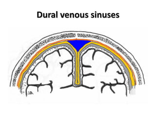 Dural venous sinuses
 