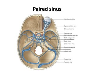 Paired sinus
 