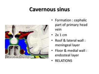 Cavernous sinus
• Formation : cephalic
part of primary head
vein
• 2x 1 cm
• Roof & lateral wall :
meningeal layer
• Floor & medial wall :
endosteal layer
• RELATIONS
 