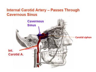 Carotid siphon
 