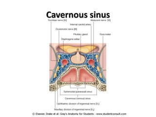 Cavernous sinus
 