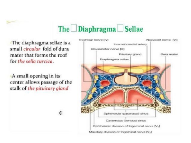 Dural Venous Sinuses Dural Venous Sinuses